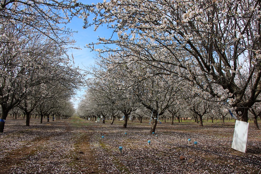 20210316Almendros