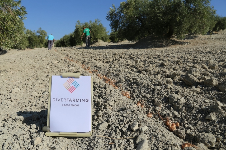 Siembra del azafrán entre las calles del olivar