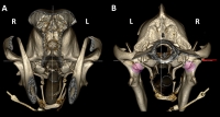 Detalle de la articulación temporomandibular en perros.