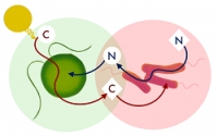 Descubren una forma de simbiosis entre una bacteria y un tipo de alga unicelular