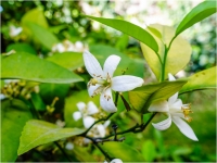 Flores de azahar