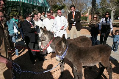 'Pelusa' y ' Mariana', las dos burritas nacidas en Rabanales, estrellas del acto de bendicin de animales.