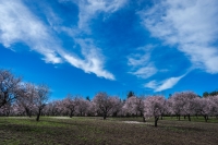 Plantacin de almendros