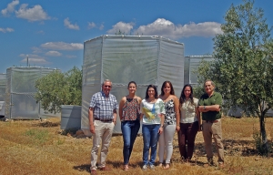 Comprueban cómo el cambio climático afecta a la reducción de cosecha de aceituna