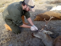 The first map showing the risk of exposure to the Crimean-Congo virus in deer populations in Spain