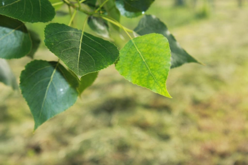 Una ecuación ayuda a explicar el crecimiento de las plantas y su adaptación al Cambio Global