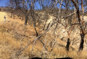 Imagen del estado de un barranco tras la propagación extrema del fuego.