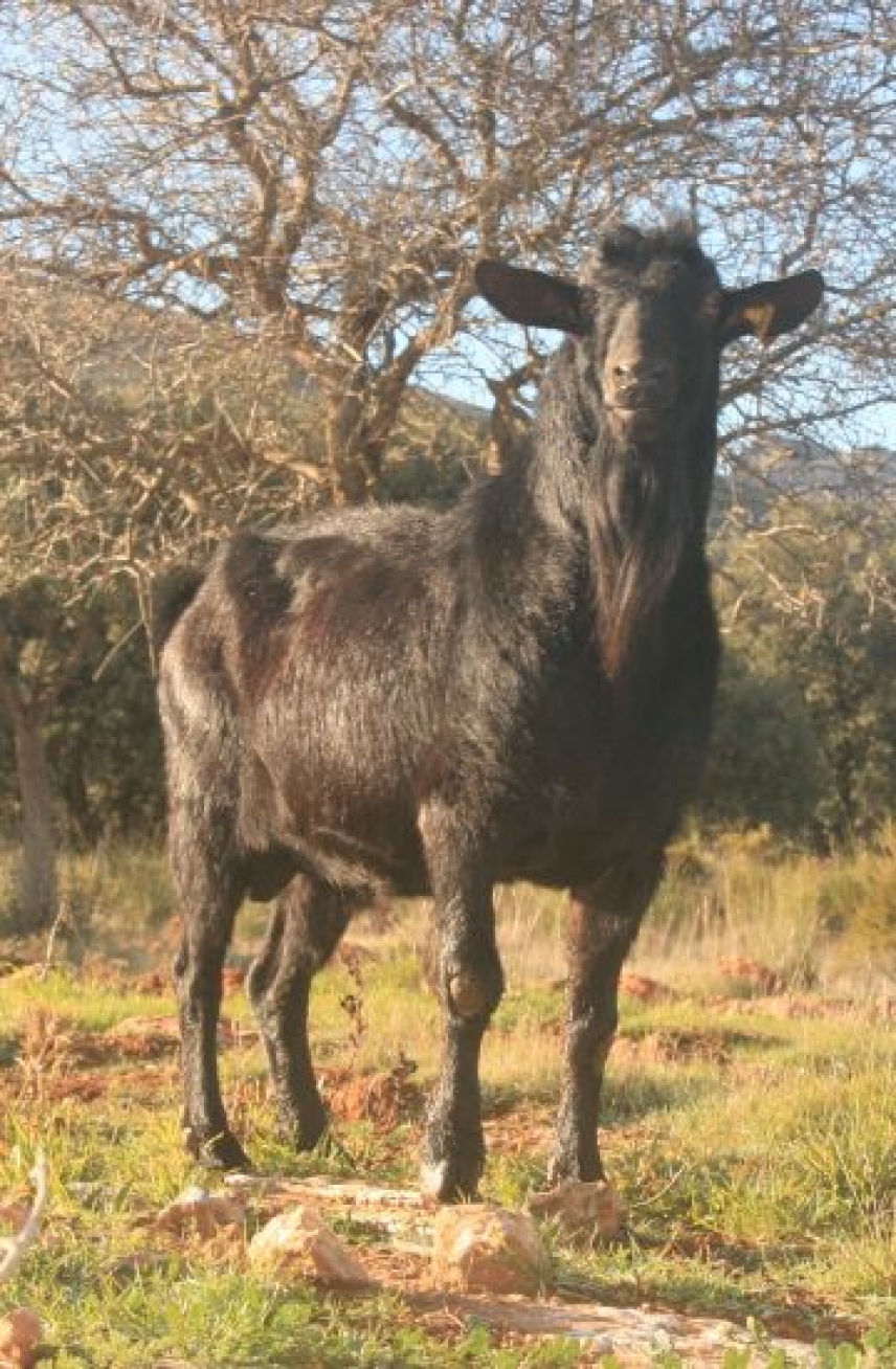 Un programa con sementales ha duplicado la producción lechera de la cabra murciano-granadina